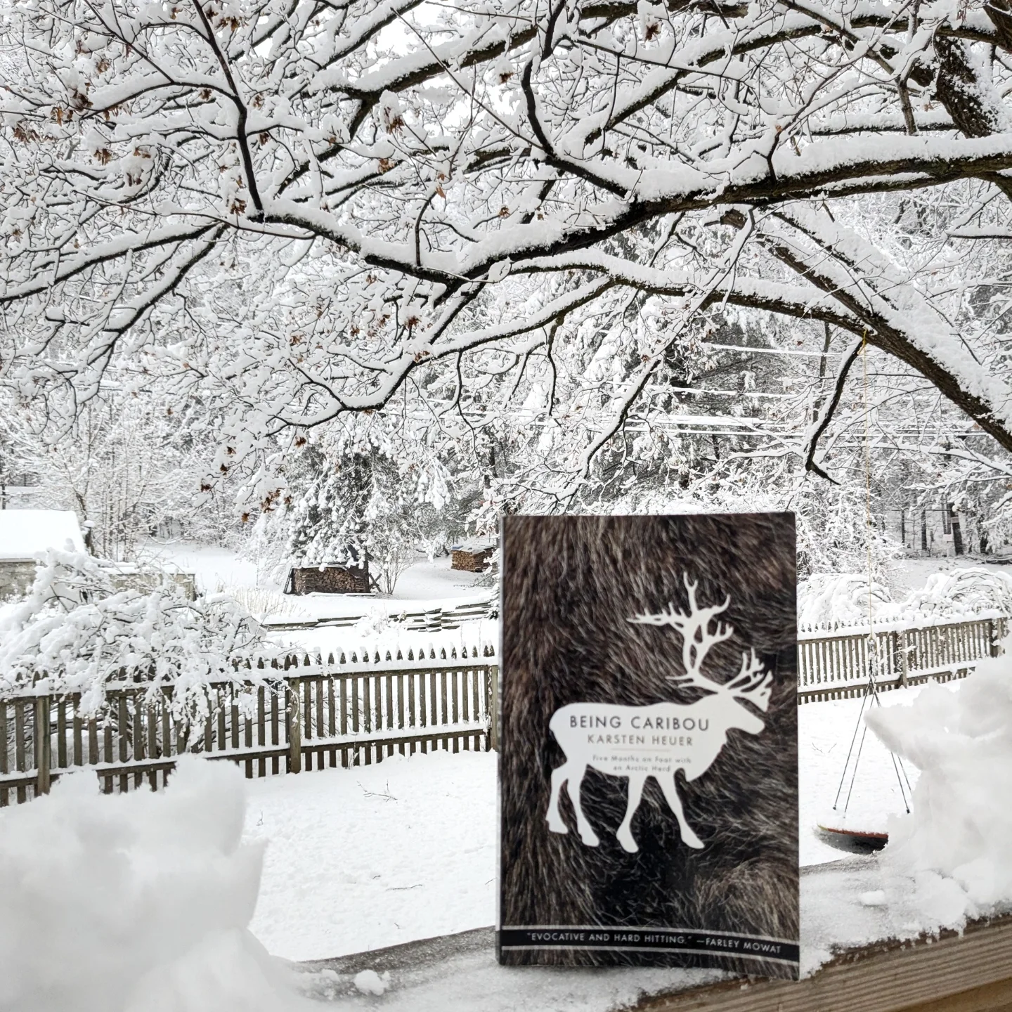 Being Caribou book cover